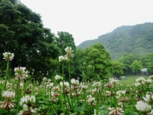ボディワーク　体が語ることに耳をすます